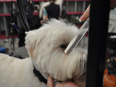 Pet Westie Trim